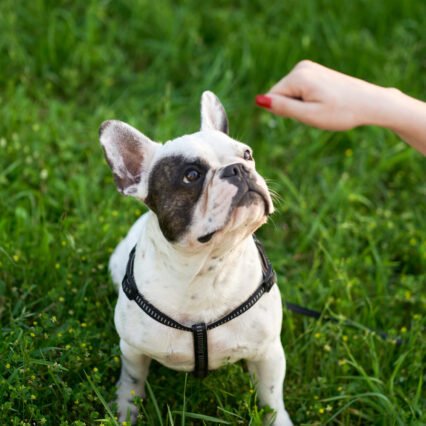 urban_dog_park_ekpedefsi_skylon_thessaloniki_dog_training