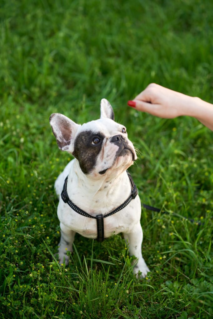 urban_dog_park_ekpedefsi_skylon_thessaloniki_dog_training